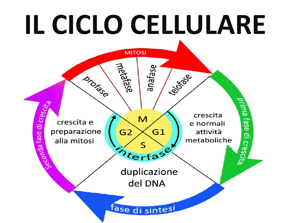 Divisione Cellulare Youtestplus